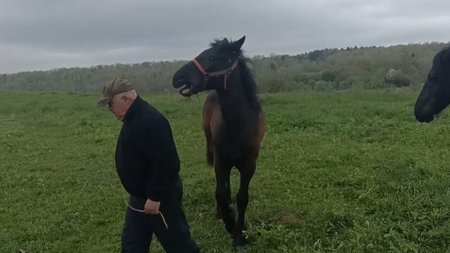 лошак Куба син Геремеса і пара гарних кобил смотреть онлайн