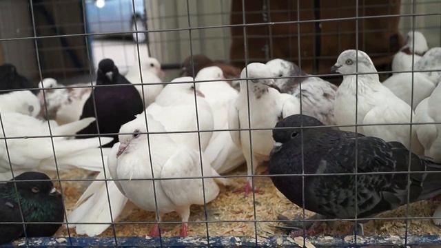 САДОВОД 05 09 20. ЯРМАРКА ГОЛУБЕЙ#ярмарка#голуби#голубеводы смотреть онлайн