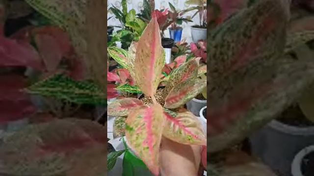 🔴[LIVE] AGLONEMA MURAH JUAL CEPAT!!! смотреть онлайн