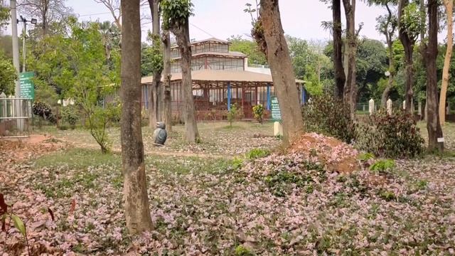 Cherry Blossom in Bangladesh (tabebuia Flower) смотреть онлайн