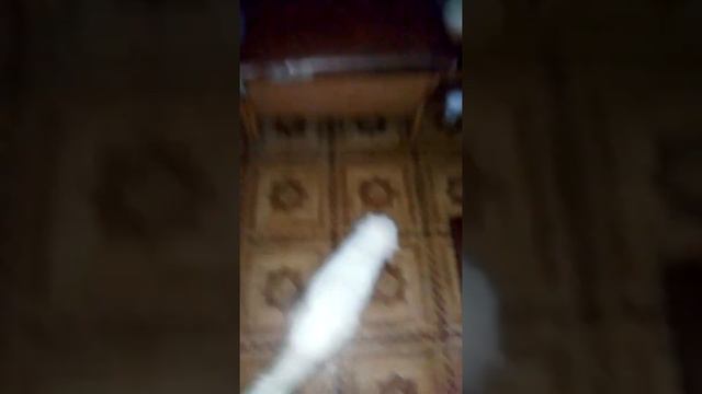 Как ведут себя морские свинки ночью смотреть онлайн