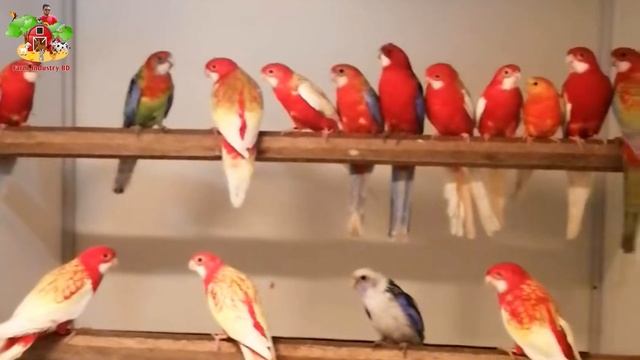 Rainbow Lory Rosella Bird Macaw Parrot Lovebird Red-Headed Lorikeet Alexander Parrots Video