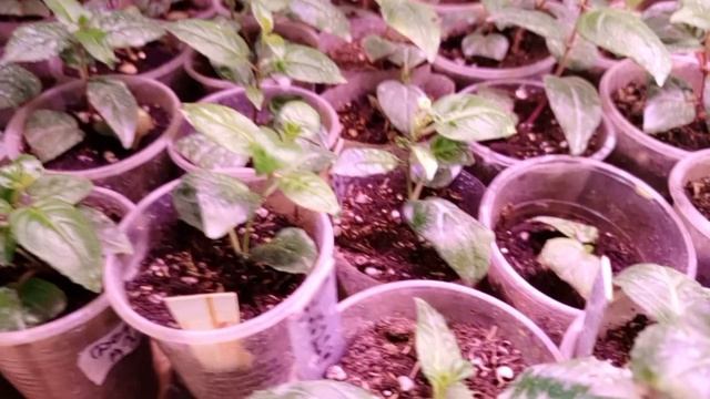 Обзор черенков,теплый пол своими руками. Поздравления смотреть онлайн