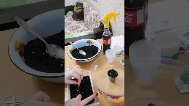 Не вязальный влог. Чем занимается учитель в свободное время. Эустома. смотреть онлайн