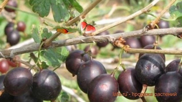 Крыжовник обыкновенная Сенатор (senator) ? обзор: как сажать, саженцы крыжовника Сенатор смотреть онлайн