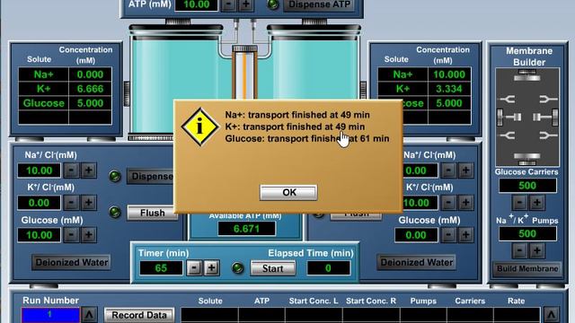 Активный транспорт через мембрану смотреть онлайн