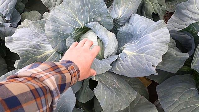 Среднеспелый гибрид капусты СВ 3336 в засуху. Mid-season cabbage hybrid SV 3336 in drought. смотреть онлайн