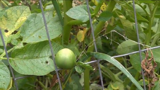 ⟹ TPS, TRUE POTATO SEED what is it an how to get it #TPS смотреть онлайн
