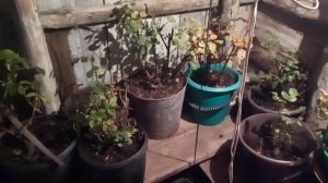 Розы.Хранение зимой.