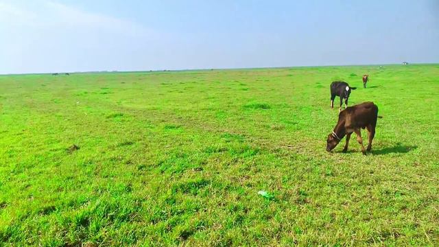 হাওরের কষ্টের জীবন😭 যেখানে গরুর গাড়িই একমাত্র সম্বল। Struggle Life Of Nikli Haor. смотреть онлайн