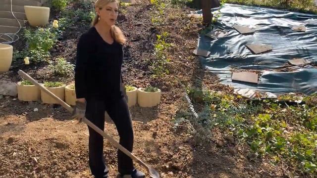 Planting Itoh Peony (bartzella) and Nepeta (purrsian blue). смотреть онлайн