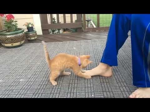 СМЕШНЫЕ КОШКИ 2021 Самые смешные животные 14 МИНУТ СМЕХА Приколы с котами и собаками 2021 смотреть онлайн