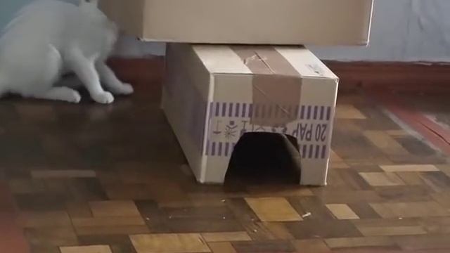 Khao Manee . Као Мани . Russia , kitten breed Khao Manee. смотреть онлайн