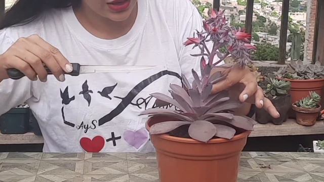 Floreció Mi Suculenta 🥰🌸Echeveria Afterglow🌺Cómo cortar su vara floral🤩😊☺ смотреть онлайн