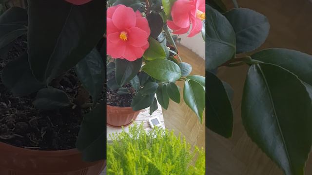 15.03.23 Репортаж с цветущего балкона.  Камелия Камбелли (Camellia Cambelli)