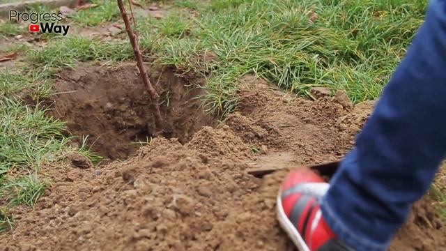 Как правильно пересадить сосну? Добиваемся 99,9 % приживаемости! смотреть онлайн