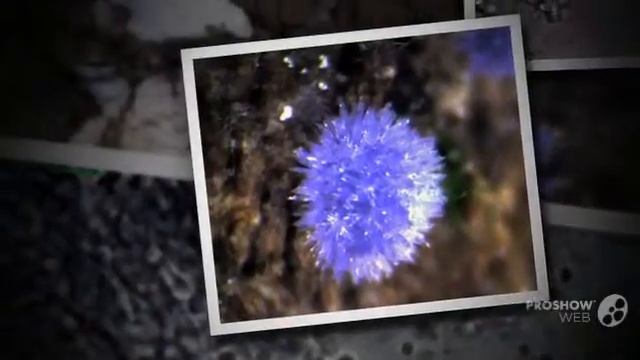 Chromelosporium - fungi kingdom смотреть онлайн