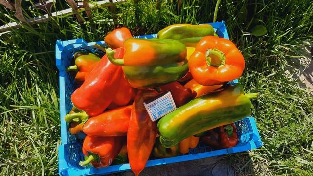 ПЕРЕЦ  УРОЖАЙНЫЕ, КРУПНОПЛОДНЫЕ СОРТА!/ СОРТА СЛАДКОГО ПЕРЦА./Томаты