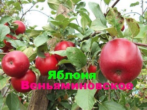 Яблоня Веньяминовское смотреть онлайн