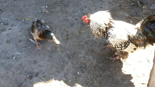 Дикий селезень против петуха. A Mallard Duck Against The Cock