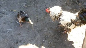 Дикий селезень против петуха. A Mallard duck against the cock