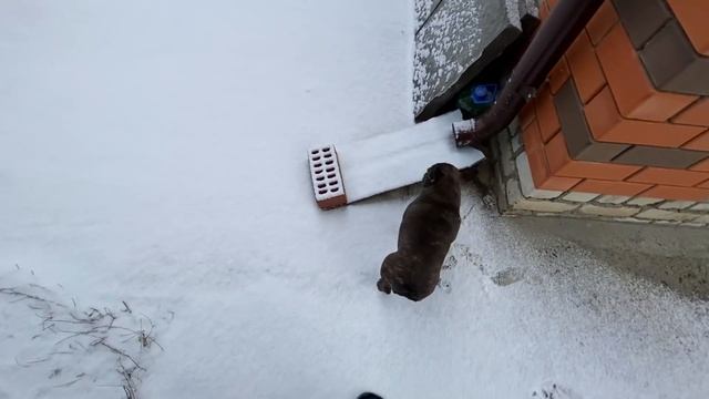 вот и ДОЖДАЛИСЬ ВЕСНЫ и ПАПИНЫ эмоции о МАСЕ французской бульдожке смотреть онлайн