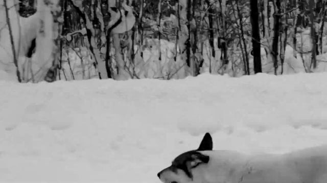 друг человека смотреть онлайн