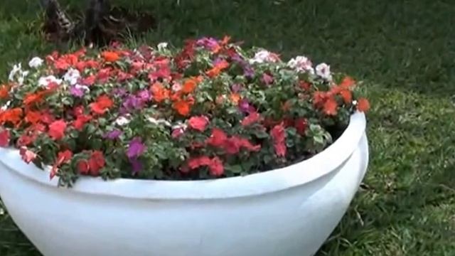 Impatiens walleriana, Para fazer mudas veja o passo-a-passo no final do vídeo, Plantas ornamentais, смотреть онлайн