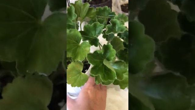 Пеларгония цветёт . Виктория Андреа . Комнатные цветы . Тюльпановидная пеларгония смотреть онлайн