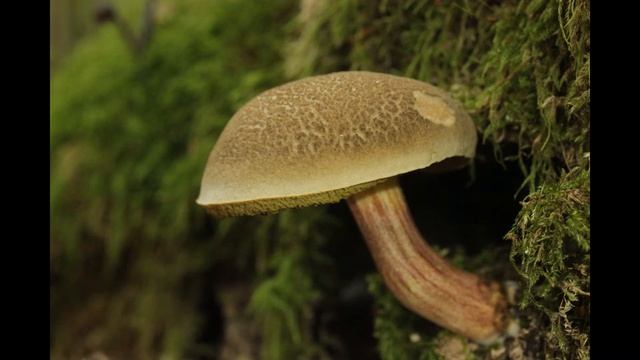 Xerocomellus chrysenteron смотреть онлайн