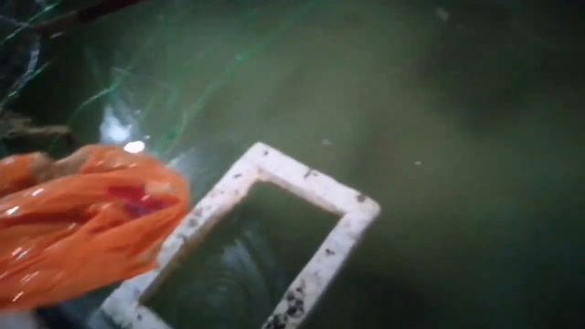 Выращивание карпа в домашних условиях. Развидение карпа в узв. Итог трех месяцев.