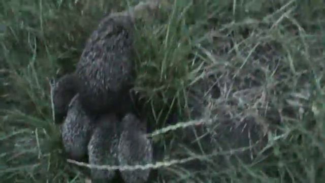 Ежиха с ежатами