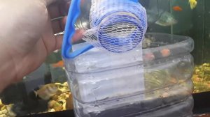 Бюджетный отсадник для гуппи