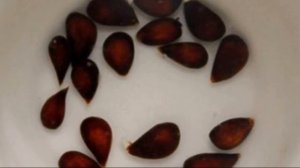 Пошаговые рекомендации как вырастить яблоню из семечки