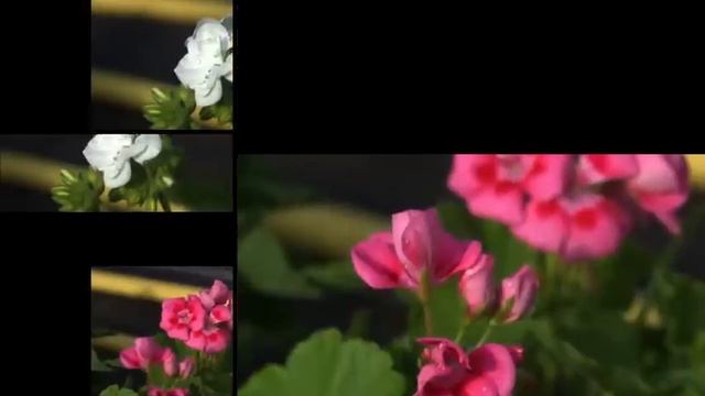 Les Geraniums Chez Hortimarine