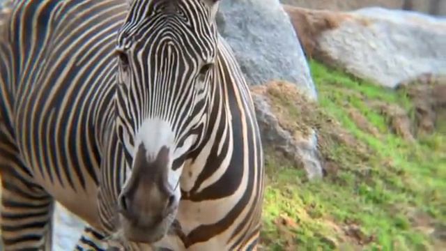Grevy’s Zebra ? Domo’s leg is fine グレビーゼブラ　ドモくん足が良くなりました смотреть онлайн