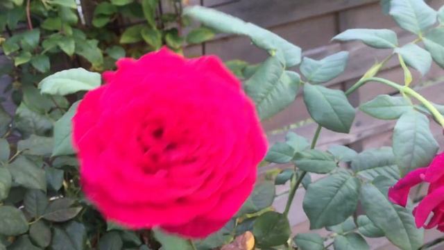 ЛУЧШИЙ СОРТ РОЗ ТАНТАУ Иоганн Вольфганг фон Гетте (JOHANN WOLFGANG VON GOETHE ) смотреть онлайн