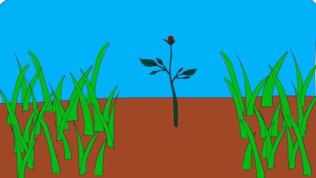 Цветущая роза в Adobe Animate смотреть онлайн