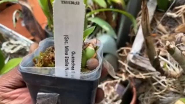 LIVE IN THE ORCHID JUNGLE June 22 orchid greenhouse update and necessary unboxing смотреть онлайн