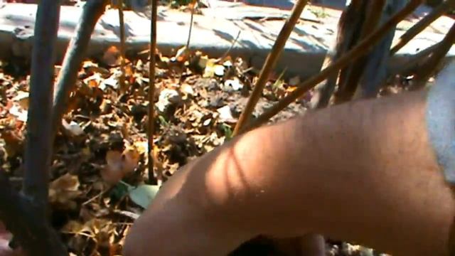 Обрезка черной смородины осенью.Как обрезать смородину. смотреть онлайн