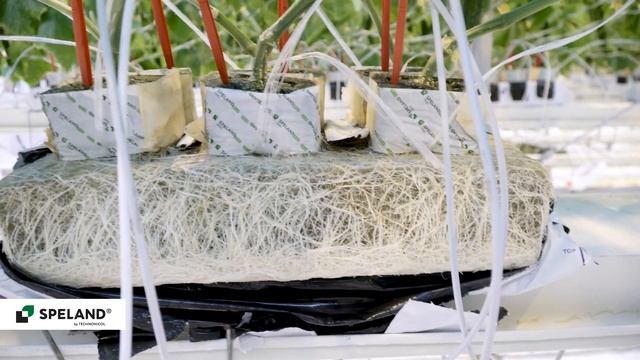 SPELAND. Отзыв клиента. ООО "ТК Новосибирский" смотреть онлайн