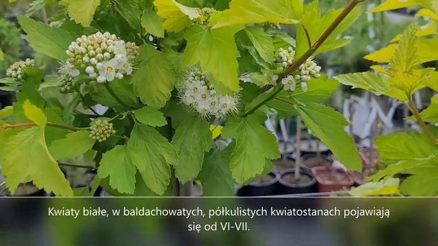 Pęcherznica kanolistna Luteus - Physocarpus opulifolius - Prezentacja sadzonki na pniu смотреть онлайн
