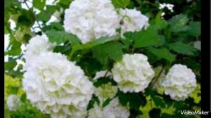 ...ой, калина... ох, малина...