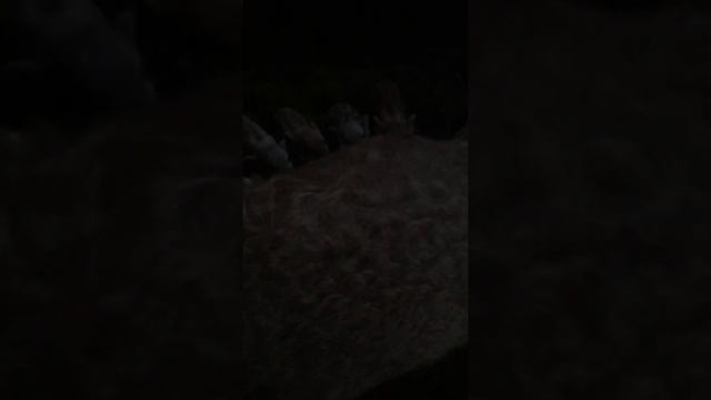 Бурундукам 5 дней! Венгерская пуховая мангалица! Мой опыт. смотреть онлайн