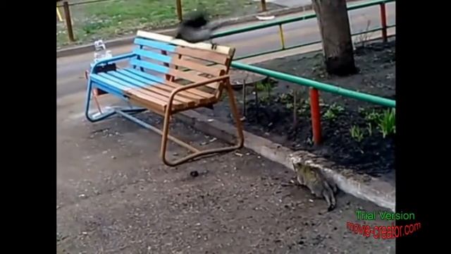 Ворона и друзья. смотреть онлайн