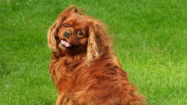 ¡Cuatro razas de perros, una dosis de amor! смотреть онлайн