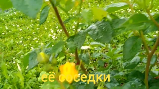 Роза малиновая с жёлтым цветение. Май 2021. смотреть онлайн