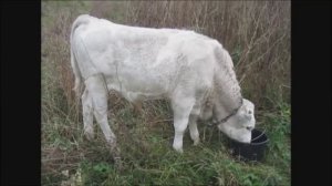 Рацион кормления бычков в 7 месяцев:сравнение ровесников