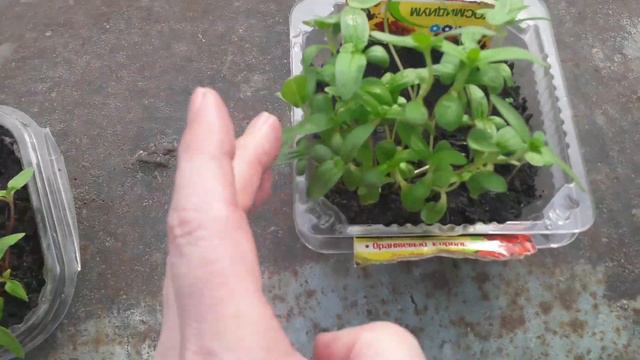 Цветы пересадка смотреть онлайн