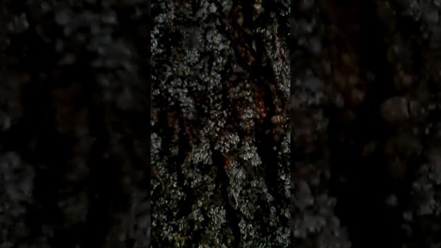 Там где я потерял друга я вернулса и увидел привидения но прошол 1 месяц смотреть онлайн